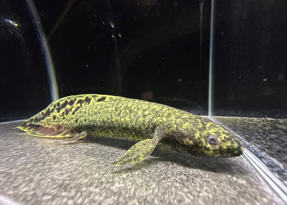 Australian Lungfish