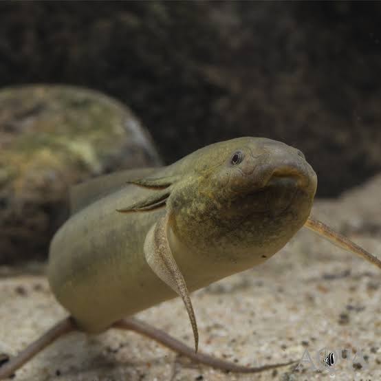 Gilled Lungfish