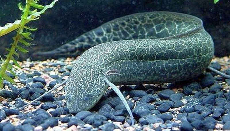 Marbled Lungfish
