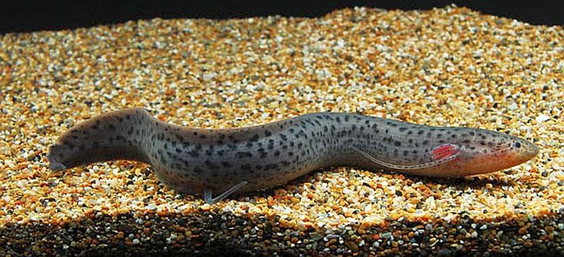 Spotted Lungfish