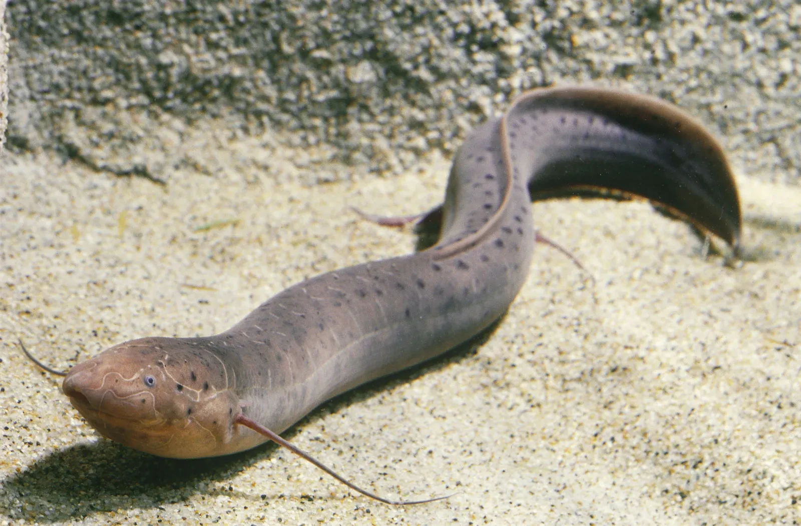 West African Lungfish