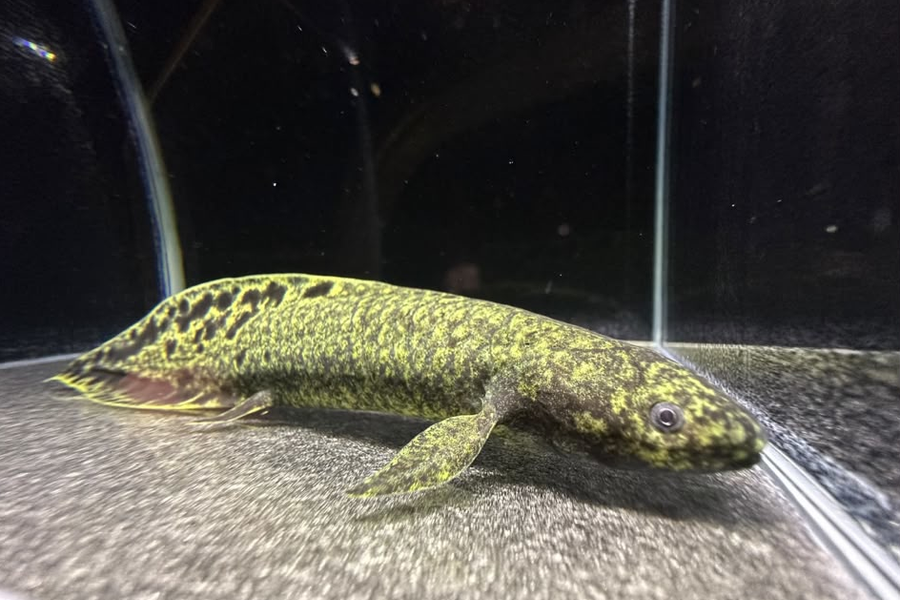 Australian Lungfish